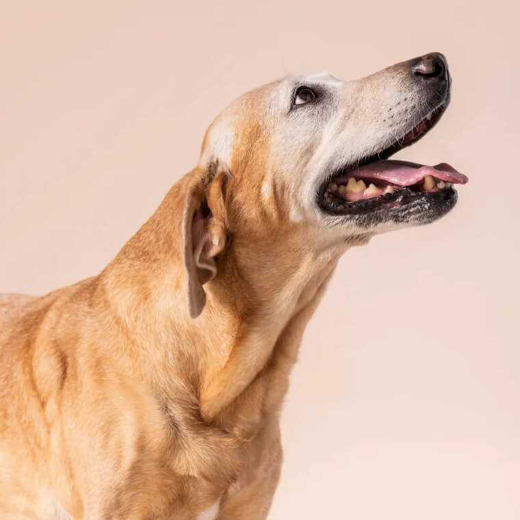 cta-block-dog